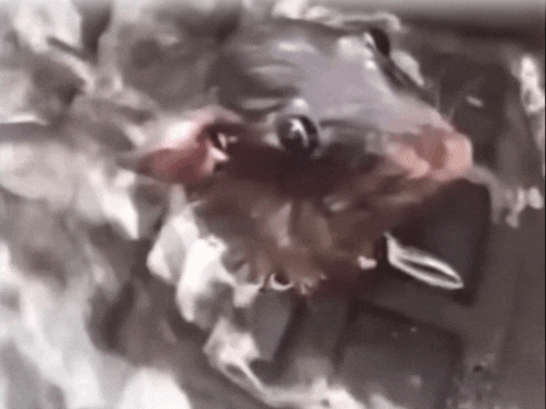 a close up of a rat 's face with the letter a on it