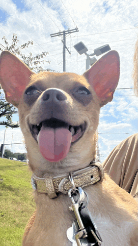 a chihuahua with its tongue hanging out is smiling for the camera