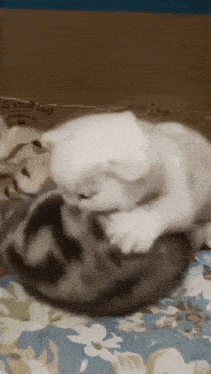 two cats are playing with each other on a bed with a bag that says chicken bag on it