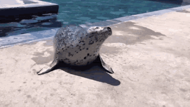 Seal Seals GIF - Seal Seals No GIFs