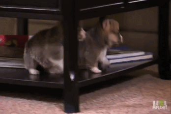 What That Last Step :P GIF - Dogs Puppy Fall GIFs