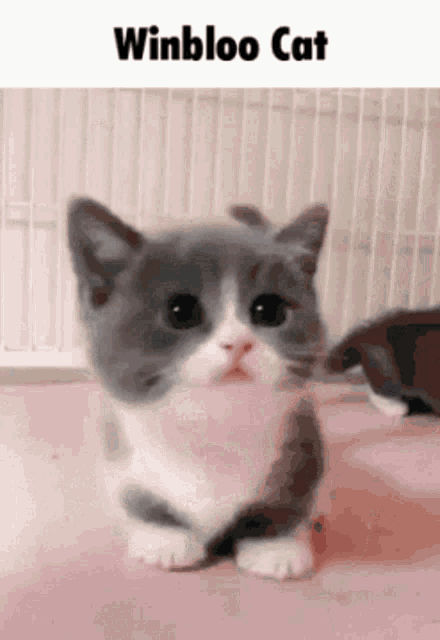 a gray and white cat is sitting on a pink surface with the words winbloo cat above it