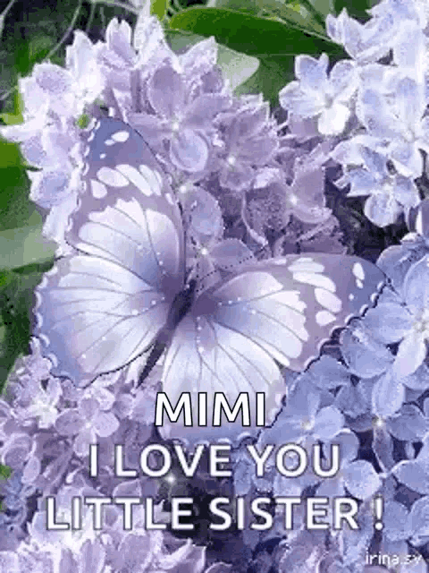 a butterfly is sitting on top of purple flowers and says `` mimi i love you little sister '' .