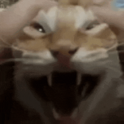 a close up of a cat 's face with its mouth open and its teeth visible .