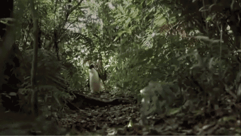 Benedict Cumberbatch Can'T Pronounce Penguins GIF - Penguins Wild Nature GIFs