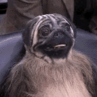 a pug dog with a beard is sitting on a blue chair .