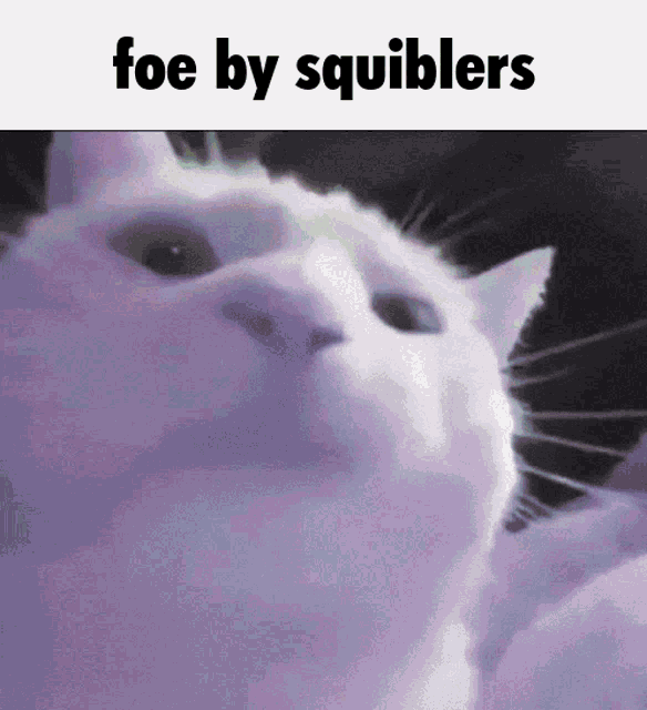 a close up of a cat with the words foe by squiblers below it