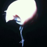 a flamingo 's head is visible in the dark