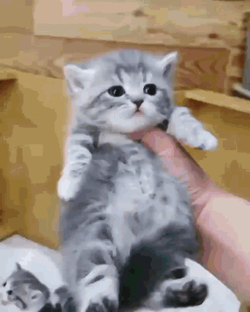 Cat Kitten GIF - Cat Kitten Swag GIFs