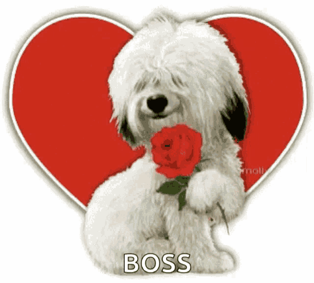 a small white dog is holding a red rose in front of a red heart and the word boss is on the bottom