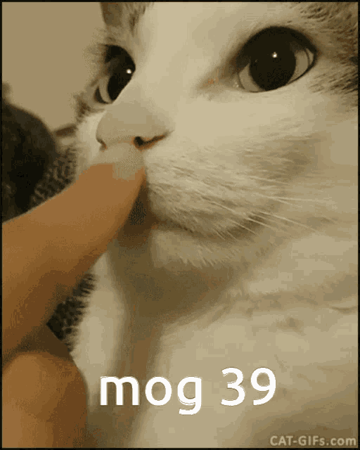 Mog39 Cat Gif GIF - Mog39 Mog 39 GIFs