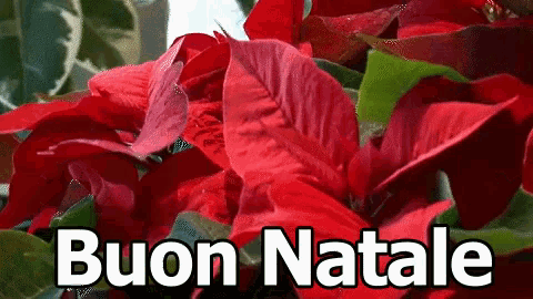 a bunch of red poinsettia flowers with the words buon natale in white letters