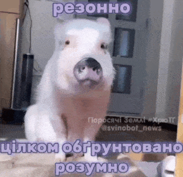 a small white pig is sitting on the floor in a room with a caption .