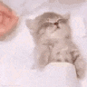 a cat is sitting on a bed with its eyes closed and looking at the camera .