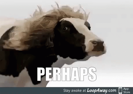 Perhaps Cow GIF - Perhaps Cow GIFs