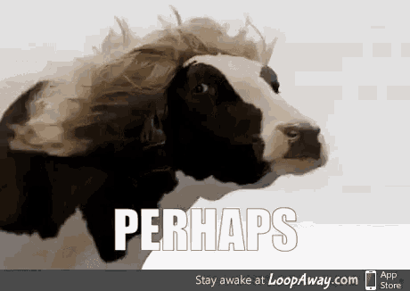 a black and white cow with a wig on its head and the word perhaps above it