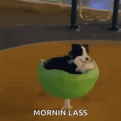 a puppy is sitting in a green bowl with the words mornin lass above it