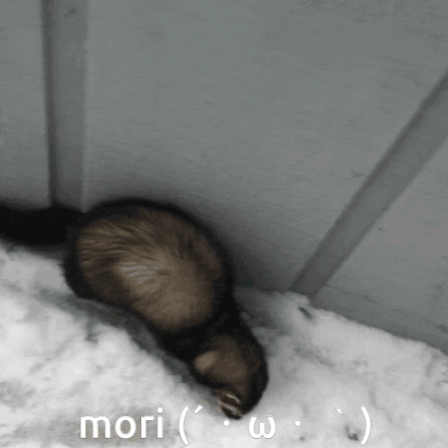 a ferret is laying in the snow with the words mori ( w ) below it