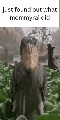 a bird with a large beak is standing in a field with the words just found out what mommyrai did below it