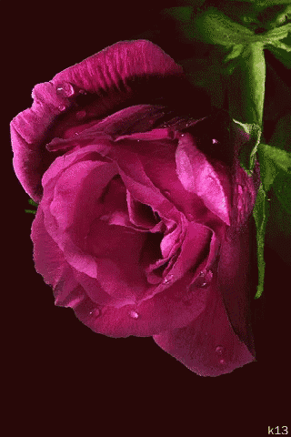 Pink Rose GIF