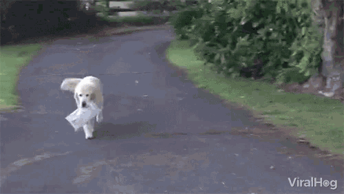 Viralhog Dog GIF - Viralhog Dog Fetch GIFs