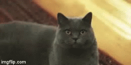 Badass Cat GIF - Badass Cat GIFs