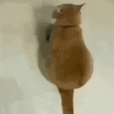 a cat is standing on its hind legs on a white wall .