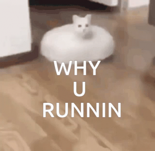 Why U Runnin Cat GIF - Why U Runnin Cat Fear Me GIFs