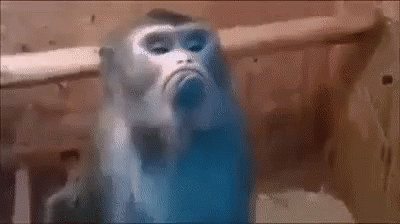 Monyet Cuek GIF - Monkey Frown GIFs