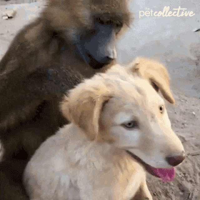 Monkey Picking Lice The Pet Collective GIF - Monkey Picking Lice The Pet Collective Dog GIFs