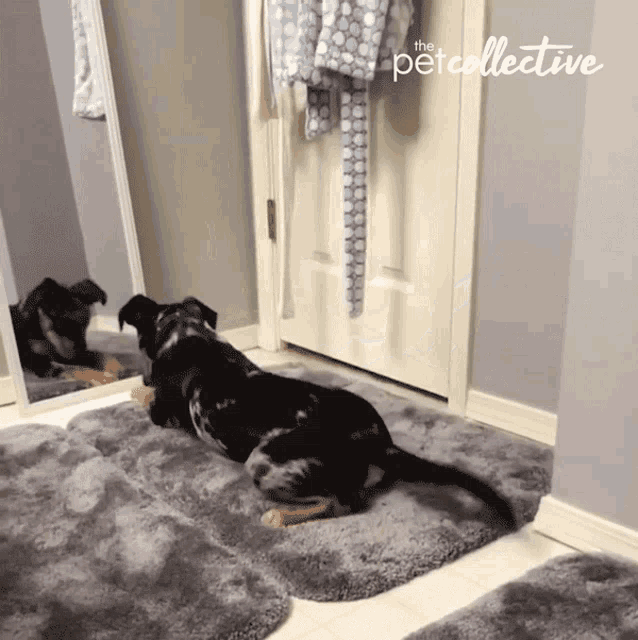 Run Away The Pet Collective GIF - Run Away The Pet Collective Whoops GIFs