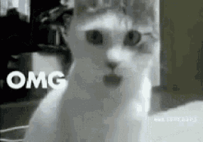 a white cat with a surprised look on its face is sitting on a couch .