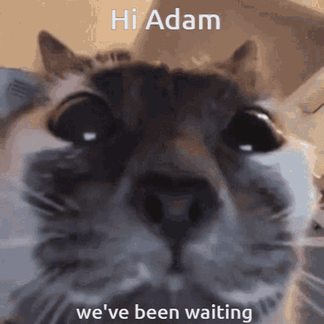 Hi Adam Adam GIF - Hi Adam Adam Benelson17 GIFs
