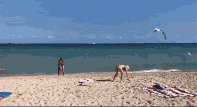 a couple standing on a beach with a kite flying in the background