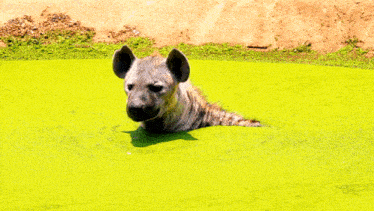 a hyena is laying in a shallow body of green algae