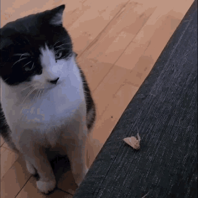 a black and white cat standing next to a piece of food on the floor