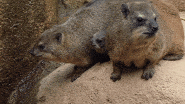 two squirrels are sitting on a rock and looking at the camera