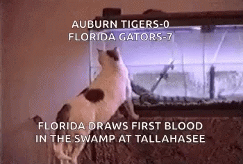 Auburn Tigers Florida Gators GIF - Auburn Tigers Florida Gators Funny Animals GIFs