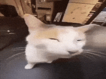 a white cat is sitting on a table with its eyes closed .