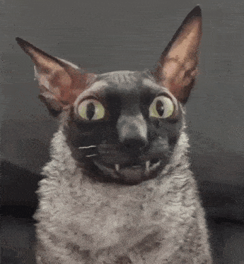 a close up of a cat 's face with a surprised look on it 's face