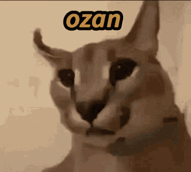 Ozan Floppa GIF - Ozan Floppa GIFs