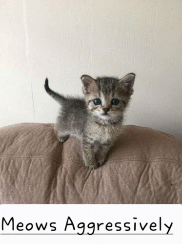 Pcrit Cute GIF - Pcrit Cute Cat GIFs