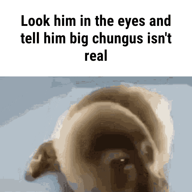 Big Chungus He Was Forced GIF - Big Chungus He Was Forced They Were Forced GIFs