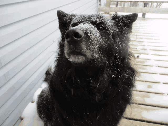 a black dog with snow on its nose looking up
