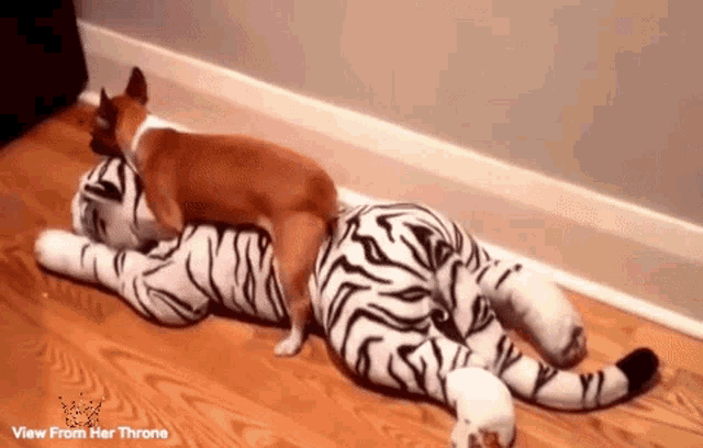 a dog laying on top of a stuffed tiger with the words view from her throne below it