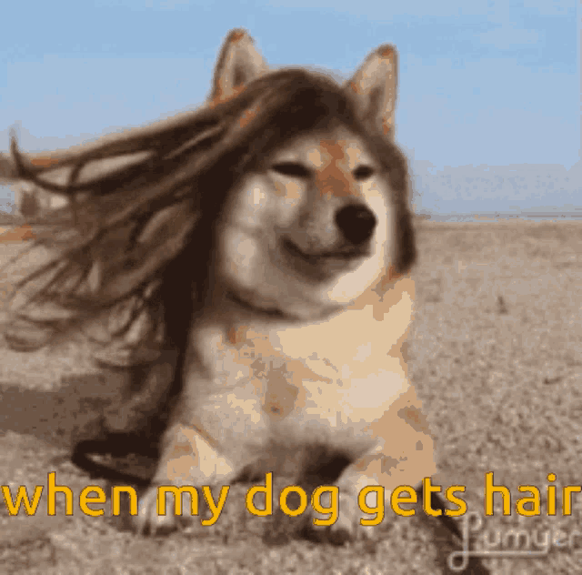 Hair Dog Dog GIF - Hair Dog Dog GIFs