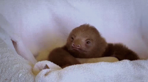 Slow Sloth GIF - Slow Sloth GIFs