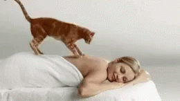 Cats Massage GIF - Cats Massage Awesome GIFs