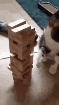 I Need A Cat So I Have Someone To Play Games With... GIF - Cat Jenga Games GIFs