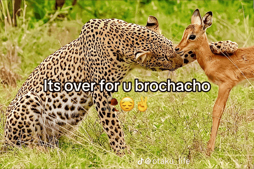 a picture of a leopard and a deer with the caption " its over for u brochecho "